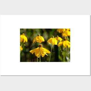 Flowering yellow coneflower Posters and Art